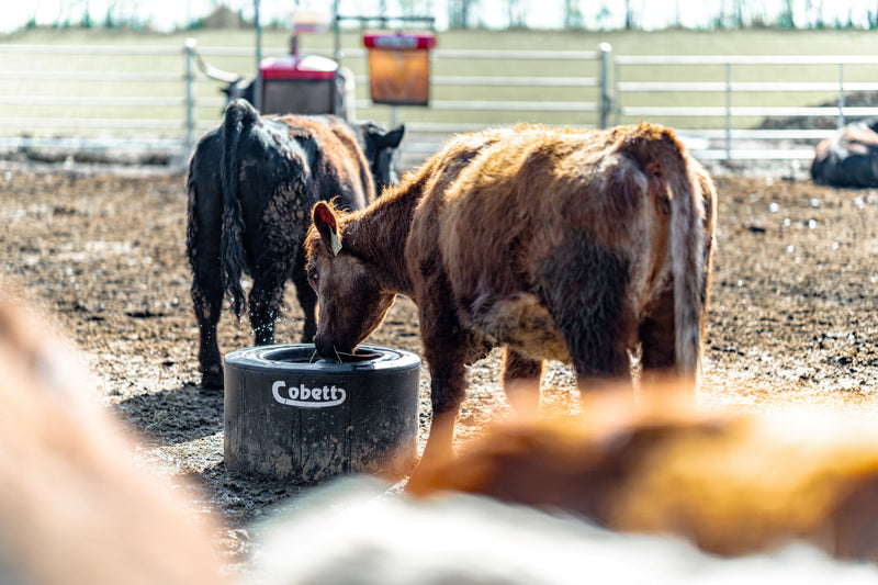 Cobett Model SB Small Cattle Waterer